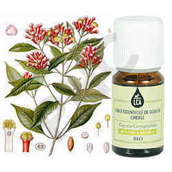 Huile essentielle girofle (clou) bio