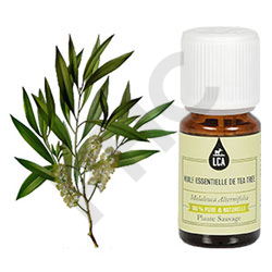 Huile essentielle tea tree (aArbre à thé)