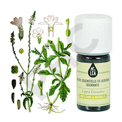 Verveine odorante huile essentielle