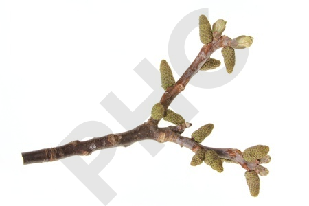 Juglans regia bourgeon - noyer d'europe