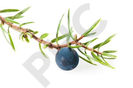Juniperus communis bourgeon 1DH- génévrier commun