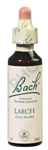 LARCH - Fleurs de Bach N°19, 20 ml