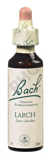 LARCH - Fleurs de Bach N°19, 20 ml Larch – Mélèze