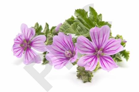 MAUVE en vrac (Malva sylvestris)