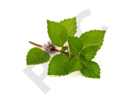 MENTHE POIVREE (Feuille mondée)