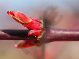 Mon mélange de bourgeons de plantes - macérat glycériné 1DH