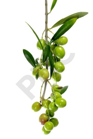 Olea europaea bourgeon 1DH - olivier d'Europe