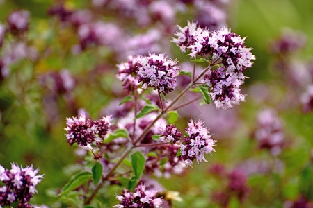 ORIGAN  en vrac (Origanum vulgare)