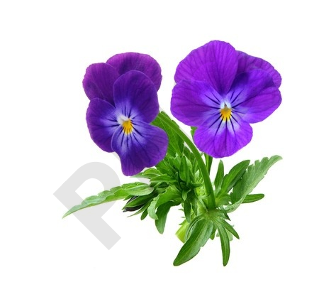 PENSEE SAUVAGE en vrac (Viola tricolor)