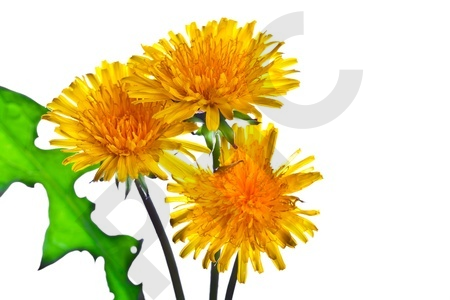 PISSENLIT en vrac (taraxacum officinale)