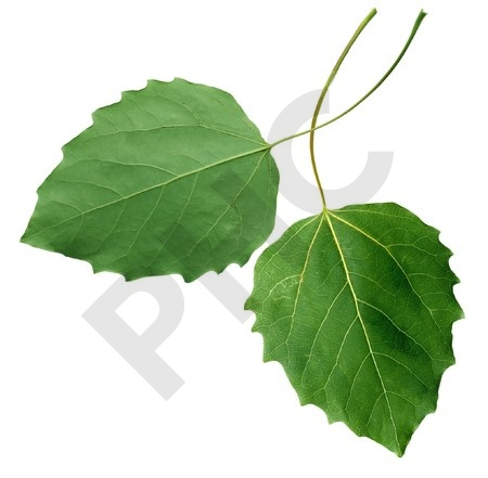 Populus nigra bourgeon 1 DH - peuplier noir