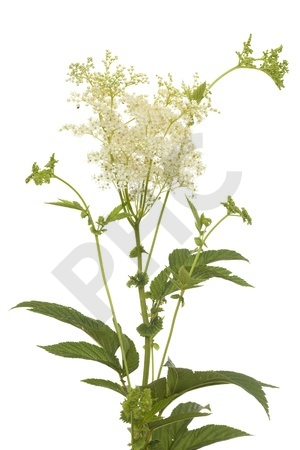 REINE DES PRES en vrac (Spirea ulmaria)