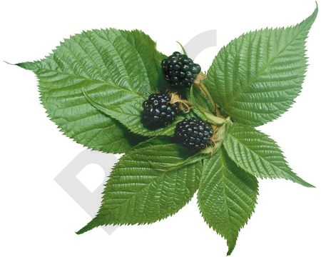 RONCE en vrac (Rubus fruticosus)