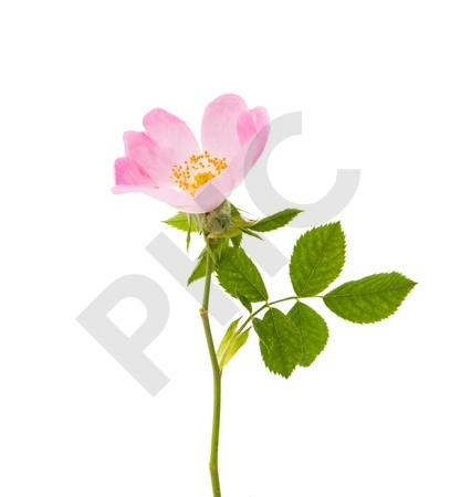 Rosa canina bourgeon - églantier