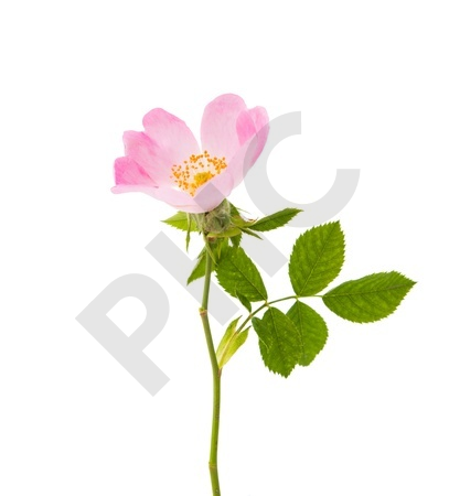 Rosa canina  bourgeon - églantier