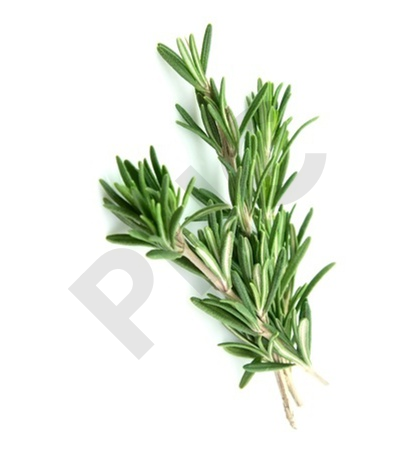 Rosmarinus officinalis bourgeon - romarin officina