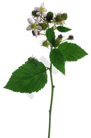 Rubus fructicosus bourgeon - ronce