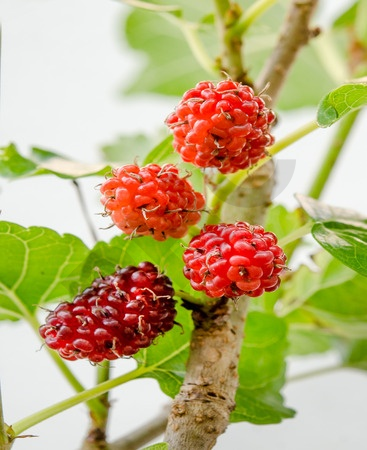 Rubus idaeus bourgeon - framboisier