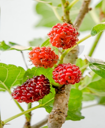 Framboises osmotiques Rubus idaeus Fruits secs de framboise osmotique sans  sucre ajouté -  France