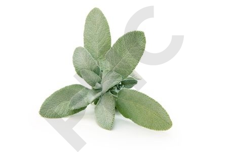 SAUGE  en vrac (Salvia officinalis)