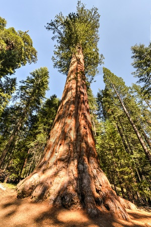 Sequoia gigantea bourgeon - séquoia