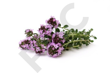 SERPOLET (Thymus serpyllum)