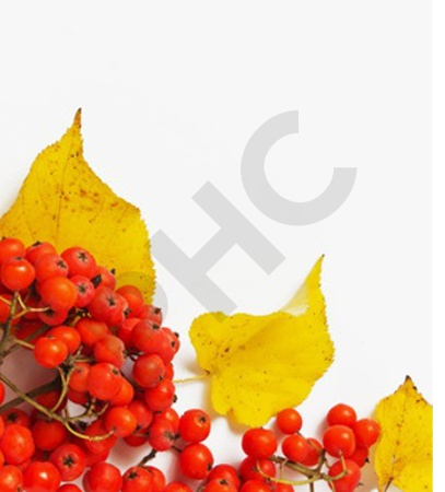 Sorbus domestica bourgeon - sorbier - cormier