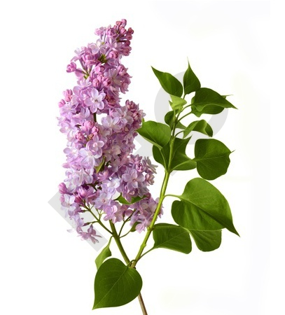 Syringa vulgaris bourgeon - lilas