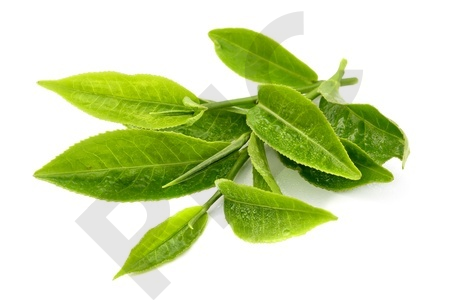 THE VERT  en vrac (Camellia sinensis)