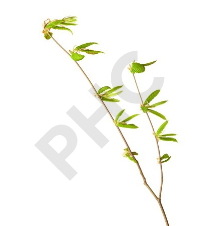 Tilia tomentosa bourgeon - tilleul argenté