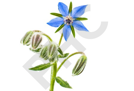 Tisane Bourrache bio fleurs - Borrago officinalis - Herboristerie PHC