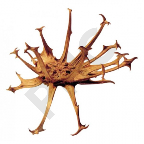 Tisane Harpagophytum bio racines - Harpagophytum procumbens - Herboristerie PHC