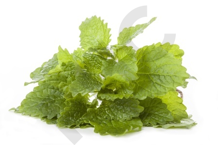 Tisane Melisse bio feuilles - Melissa officinalis - Herboristerie PHC