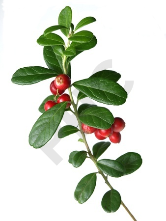 Vaccinium vitis idaea bourgeon - airelle rouge