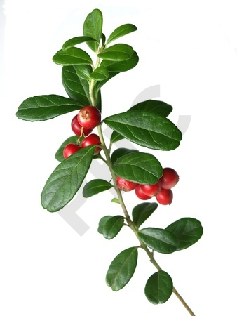 VACCINIUM VITIS (Airelle)