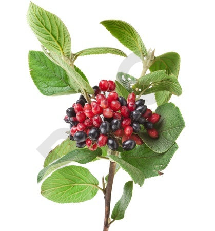 Viburnum lantana bourgeon - viorne lantane