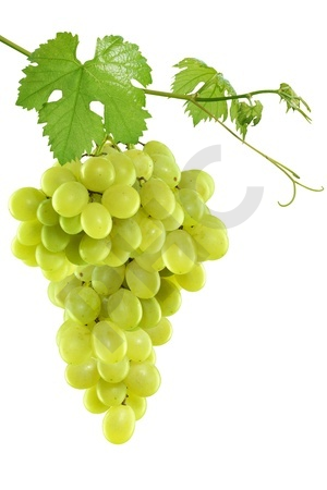 Vitis vinifera bourgeon